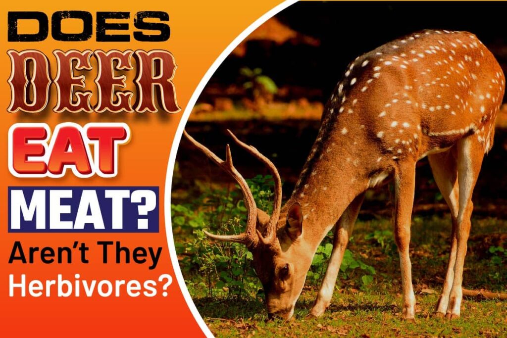 Is It Healthy To Eat Deer Meat Everyday