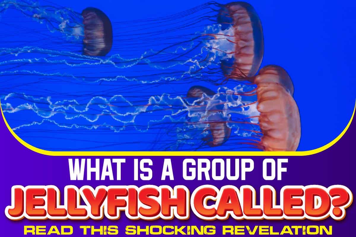 What Is A Group Of Jellyfish Called