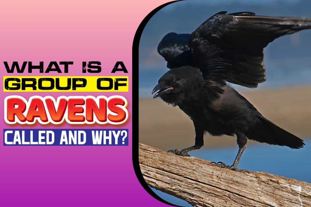 flock of ravens called