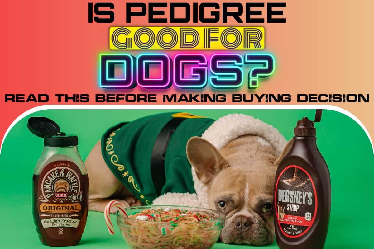 Is Pedigree Good For Dogs Read This Before Making Buying Decision